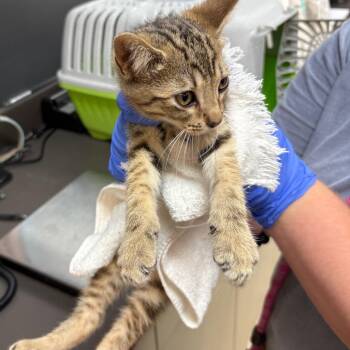 Krumm -  Domestic Short Hair Cat for Adoption in Columbus, Georgia - Krumm | PetCurious