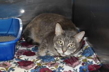 JO JO -  Domestic Short Hair Cat for Adoption in Sarasota, Florida - JO JO | PetCurious