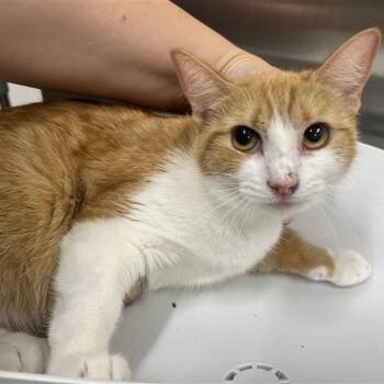 Kauai -  Domestic Short Hair Cat for Adoption in Prince Frederick, Maryland - Kauai | PetCurious