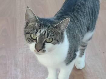 Rescue Tabby and Domestic Short Hair Cats for Adoption in Montour Falls, New York - Chipmunk | PetCurious