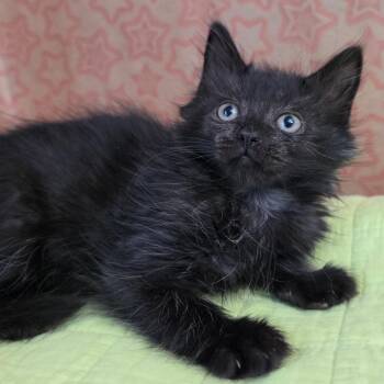 Johnny B. Goode -  Domestic Short Hair Cat for Adoption in Fredericksburg, Virginia - Johnny B. Goode | PetCurious