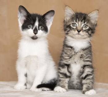 Mel and Santos -  Domestic Medium Hair Cat Available for Adoption in Chicago, Illinois - Mel And Santos | PetCurious