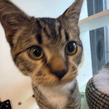 Spike -  Domestic Short Hair Cat for Adoption in Salt Lake City, Utah - Spike | PetCurious