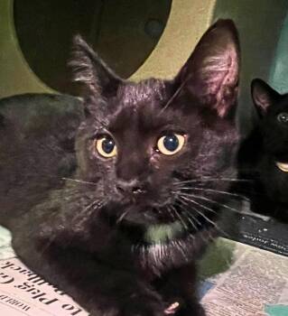 Robin -  Domestic Medium Hair Cat for Adoption - Robin | PetCurious