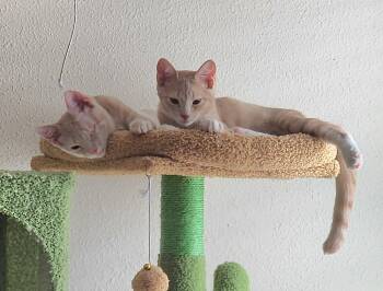 Popeye & Pirate -  Domestic Short Hair Cat for Adoption in Jacksonville, Florida - Popeye & Pirate | PetCurious