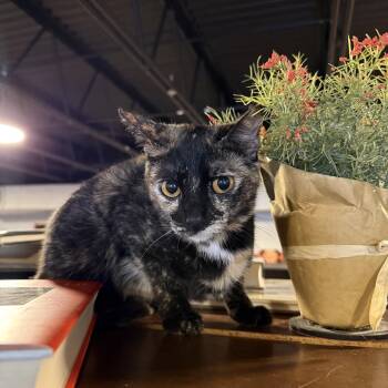 Queen at Fat Cat Books -  Domestic Short Hair Cat for Adoption in Tallahassee, Florida - Queen At Fat Cat Books | PetCurious