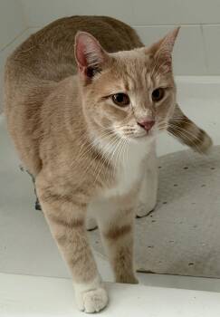 Domestic Short Hair Cats Available for Adoption - Kinney | PetCurious