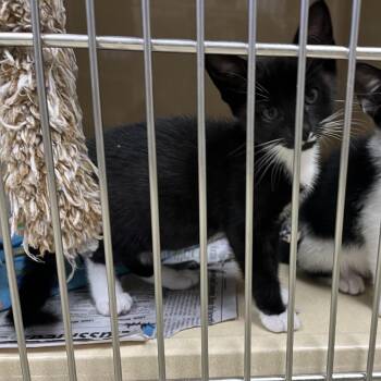 Maryann -  Tuxedo Cat for Adoption in Clarksville, Virginia - Maryann | PetCurious