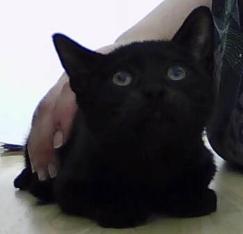 Rescue Domestic Short Hair Cats for Adoption in Dayton, Minnesota - Ash | PetCurious