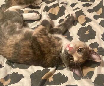 Lilac -  Domestic Short Hair Cat for Adoption in West Mifflin, Pennsylvania - Lilac | PetCurious