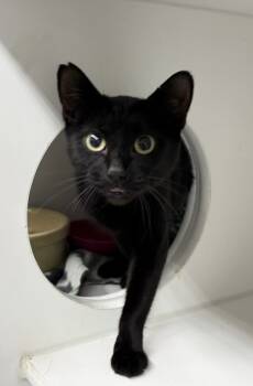 Rescue Domestic Short Hair Cats for Adoption in Rochester, Indiana - Nova | PetCurious