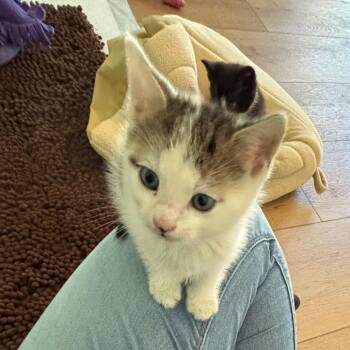 Scar -  Domestic Short Hair Cat Available for Adoption in Mebane, North Carolina - Scar | PetCurious