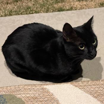 Domestic Short Hair Cats Available for Adoption - Olive Bean  | PetCurious