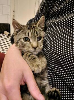 Domestic Short Hair Cats Available for Adoption - Valkyrie | PetCurious