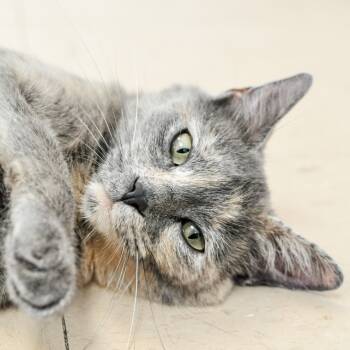 Rescue Domestic Short Hair Cats for Adoption in Greensboro, Georgia - Jenny Marrs | PetCurious