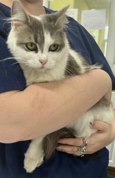 Domestic Medium Hair Cats Available for Adoption - CIARA | PetCurious