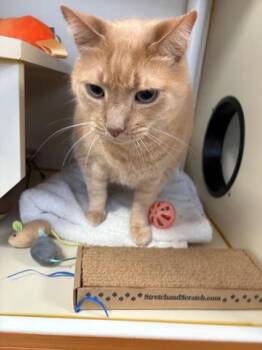 Gerard Butler -  Domestic Short Hair Cat Available for Adoption in Fairfax, Virginia - Gerard Butler | PetCurious