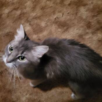 Emmy Lou -  Domestic Long Hair and Persian Cat for Adoption in Plumerville, Arkansas - Emmy Lou | PetCurious