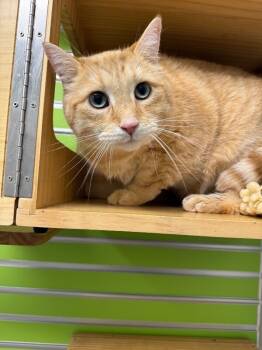 Rescue Domestic Short Hair Cats for Adoption in Osseo, Michigan - Biggie Smalls | PetCurious