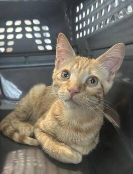 Cheese Wiz -  Domestic Short Hair Cat for Adoption in West Chester, Pennsylvania - Cheese Wiz | PetCurious