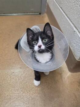 DAVINA -  Domestic Short Hair Cat for Adoption in St. Peters, Missouri - DAVINA | PetCurious