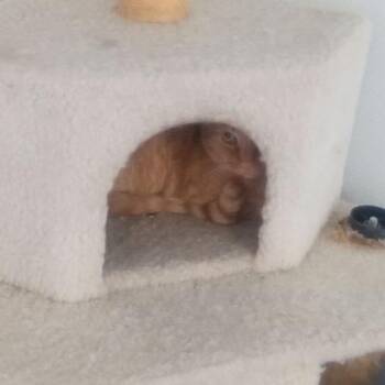Domestic Short Hair Cats Available for Adoption in Casa Grande, Arizona - Micheal | PetCurious