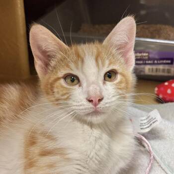 Dusty -  Domestic Short Hair Cat for Adoption in Sonora, California - Dusty | PetCurious