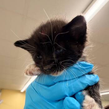 Scallop -  Domestic Short Hair Cat for Adoption in West Palm Beach, Florida - Scallop | PetCurious