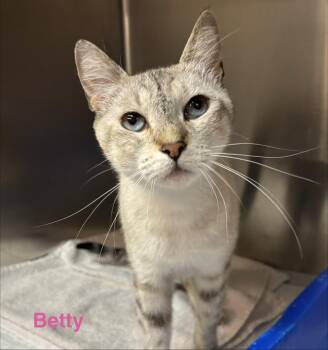 Betty -  Silver Cat for Adoption in Las Vegas, Nevada - Betty | PetCurious