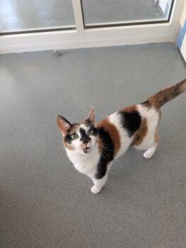 Domestic Short Hair Cats Available for Adoption in Suffolk, Virginia - Lacey | PetCurious