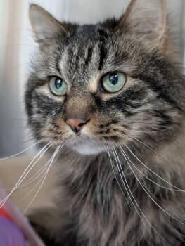 Buddy -  Domestic Long Hair Cat for Adoption in Blaine, Minnesota - Buddy | PetCurious