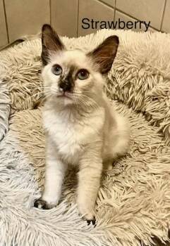 Strawberry -  Siamese Cat for Adoption in Tustin, California - Strawberry | PetCurious