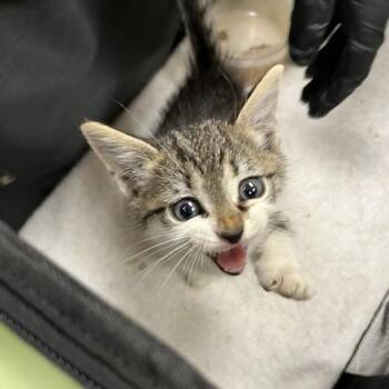 Georgie -  Domestic Short Hair Cat for Adoption in Winston-salem, North Carolina - Georgie | PetCurious