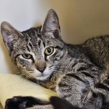 Domestic Short Hair Cats Available for Adoption - Hero | PetCurious