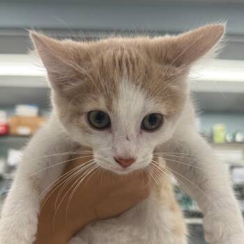 Hazelnut -  Domestic Short Hair Cat for Adoption in Wheeling, Illinois - Hazelnut | PetCurious
