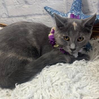 Peanut -  Domestic Short Hair Cat for Adoption in Harrisonburg, Virginia - Peanut | PetCurious