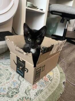 91813a Garlic -  Domestic Short Hair Cat for Adoption in North Charleston, South Carolina - 91813a Garlic | PetCurious