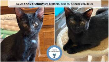 Ebony and Shadow -  Domestic Short Hair Cat for Adoption in Cincinnati, Ohio - Ebony And Shadow | PetCurious