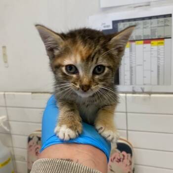 Rescue Domestic Short Hair Cats for Adoption in Los Angeles, California - Tamera | PetCurious