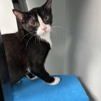 Domestic Medium Hair Cats Available for Adoption - Felix | PetCurious