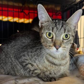 Domestic Short Hair Cats Available for Adoption in Saginaw, Michigan - Frosty | PetCurious