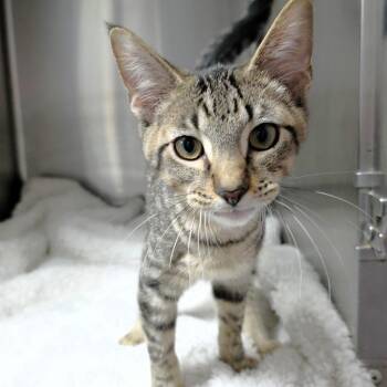 Domestic Short Hair Cats Available for Adoption - Keith | PetCurious