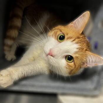 Rescue Domestic Short Hair Cats for Adoption in Springfield, Illinois - Orangesicle | PetCurious