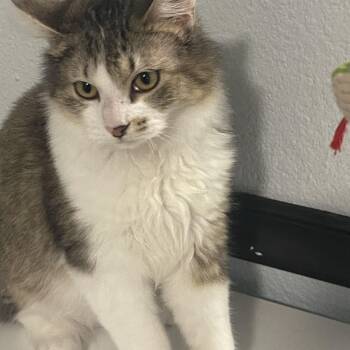 Domestic Medium Hair Cats Available for Adoption - Johnson INDOOR ONLY  | PetCurious