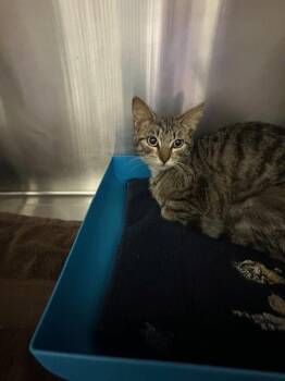 Domestic Short Hair Cats Available for Adoption - HILLARY | PetCurious