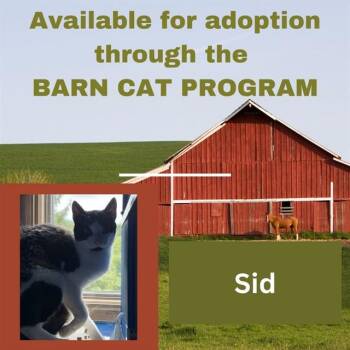 SID BARN CAT -  Domestic Short Hair Cat for Adoption in Westminster, Maryland - SID BARN CAT | PetCurious