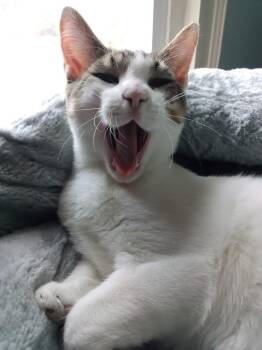 Pandora’s Box: Elpis -  Tabby Cat for Adoption - Pandora’s Box: Elpis | PetCurious