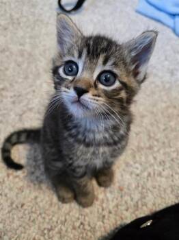 CINDER -  Domestic Short Hair Cat for Adoption in Kent, Washington - CINDER | PetCurious