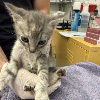 Domestic Short Hair Cats Available for Adoption in Alameda, California - BROOKE | PetCurious