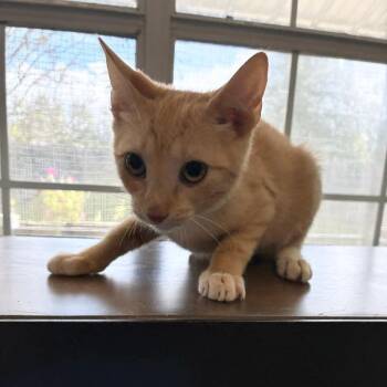Orange Beach -  Domestic Short Hair Cat for Adoption in Carencro, Louisiana - Orange Beach | PetCurious